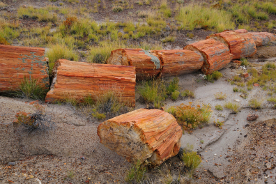 Tronc d'arbre pétrifié